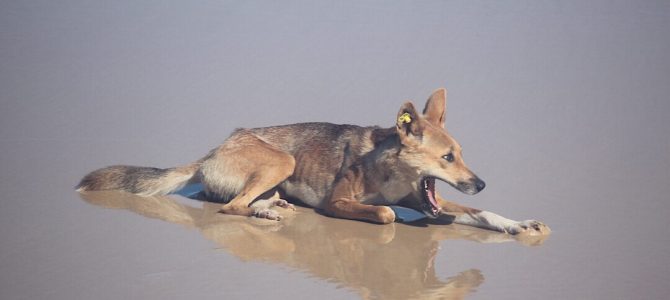 Reefworld aquarium en Fraser Island + autopech #2