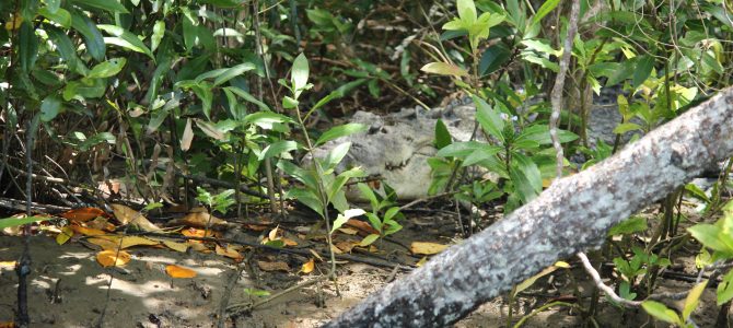 De eerste dag en krokodillen spotten