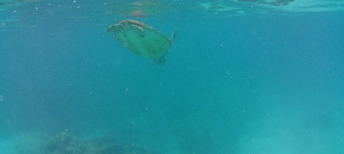 Great Barrier Reef, mamu skywalk en Jourama Falls
